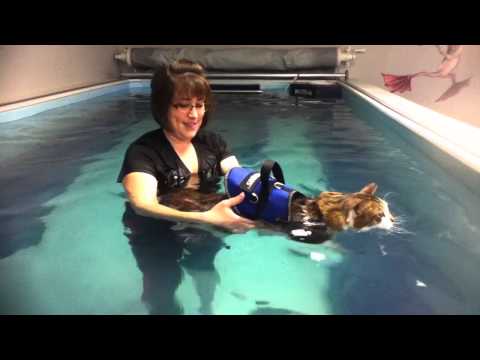 Dewey the cat in the rehab therapy pool
