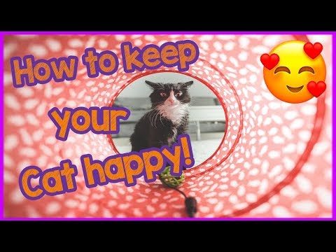 Keeping your indoor cat happy - top tips! - YouTube