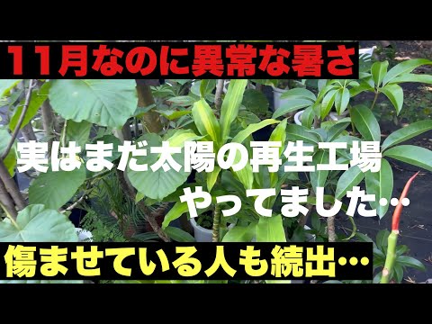 コーヒー粕と植物：キョウチクトウの肥料として使用できますか?  庭園