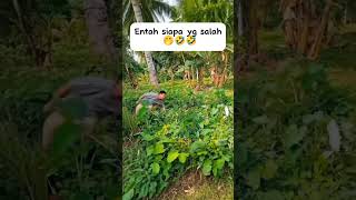Download lagu Entah siapa yg salah 🤭🤣🤣 #lucu #ngakak #fyp #virallucu mp3 Download lagu Entah siapa yg salah 🤭🤣🤣 #lucu #ngakak #fyp #virallucu mp3