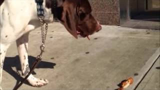 Teach dog not to eat off ground .........Peter Caine Brooklyn Dog training