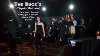 I&#39;m a Little Blackbird Looking for a Bluebird - The Buck&#39;s