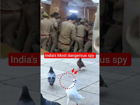 Mumbai Police Ne Is Kabootar Ko 8 Mahine Jail Mein Kyun Rakha? 🐦😲 | The Spy Mystery #logicaldevesh