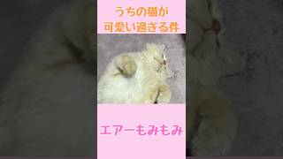 #ねこのいる生活 #ねこ動画 #エアーモミモミ　#ねこのいる暮らし #ねこ好き #ゆく🐈