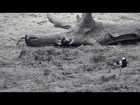 Djuma: Two Blacksmith Lapwing chicks and parent - 11/09/19