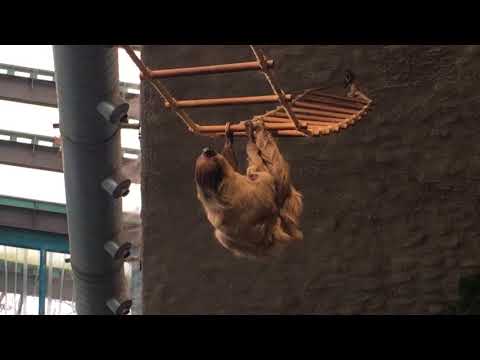 Faultier in Bewegung - Tierpark Hellabrunn München