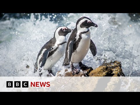 The fight to save the African penguin | BBC News