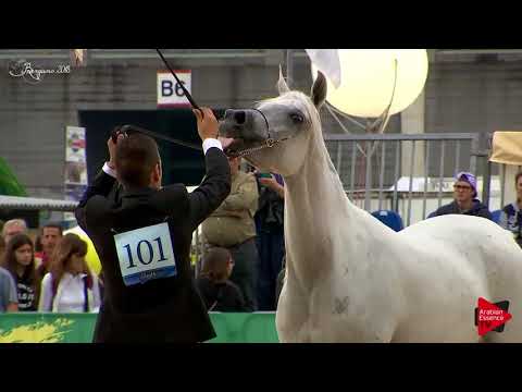 N.101 MASARAH - Bergamo 2018 - Straight Egyptian Mares (Class C)