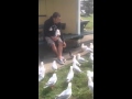 Seagulls Feeding