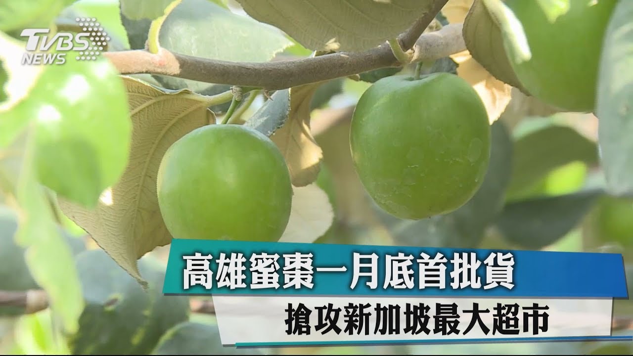 高雄蜜棗一月底首批貨 搶攻新加坡最大超市