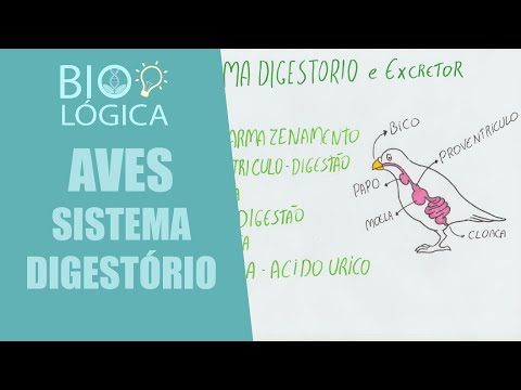 , title : 'BIO LÓGICA! AVES - SISTEMA DIGESTÓRIO'
