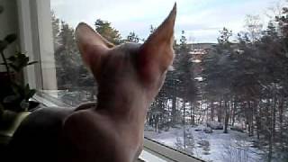 Axxis the sphynx is eating birds through the window