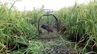 Download lagu Tiếng cúm núm, gà đồng ,gà nước hay. mp3 Download lagu Tiếng cúm núm, gà đồng ,gà nước hay. mp3