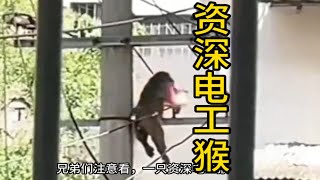 [問卦] 為什麼電線桿會觸電？沒絕緣嗎？