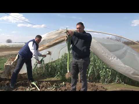 SELJACI SAMI RADE HIBRIDIZACIJU I TO RADI SJAJNO -  novi hibridi praziluka - uzgoj mlade mrkve ...