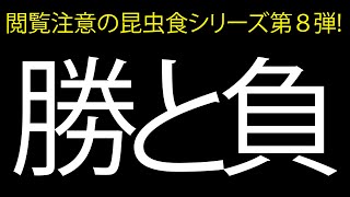 閲覧注意の昆虫食シリーズ！第８弾！勝と負