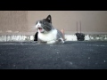 Tuxedo Cat Calling Birds Chirping Sound
