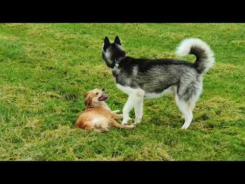 Hundewiese Seekirchen 3 11  Highlights