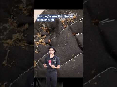 Bed Bugs!!! Doctor Reacts #bedbugs #skincare #skin