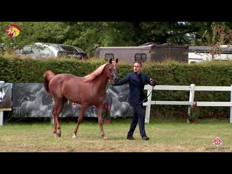 N 33 INAYAH RC   2020 ELRAN ARABIAN CUP   Fillies 2 years old Class 5