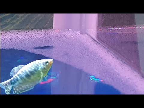 YouTube video about: Are bubbles in a fish tank bad?