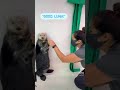 How Sea Otter Luna Uses Her Pocket | Shedd Aquarium