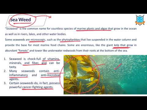 What is Sea Weed ? || Sea Weed అంటే ఏమిటి?