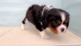 キャバリアの動画01