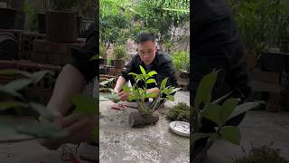 so easyest grafting orchid on wood #orchid