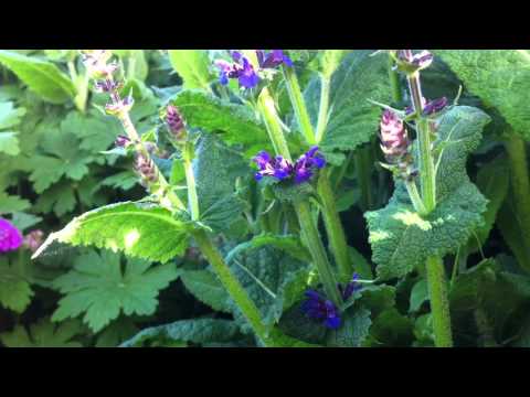 download lagu mp3 mp4 Salvia Verticillata Alba, download lagu Salvia Verticillata Alba gratis, unduh video klip Salvia Verticillata Alba