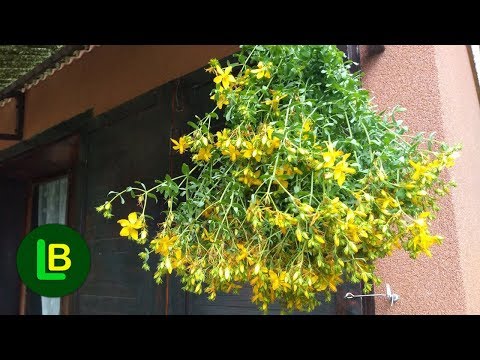 Kako napraviti KANTARIONOVO ULJE recept i za šta je dobro