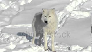stock footage arctic wolf with scars standing and looking at the camera