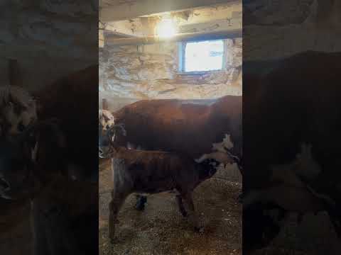 Saturday morning vibe #mother #cow #dairyfarming #brandicarlile #aliciakeys #babyanimal