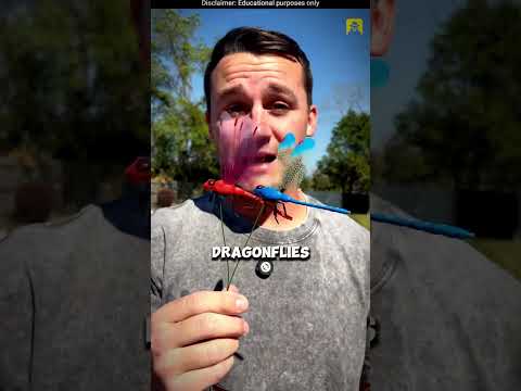 How to Eliminate Mosquitoes Using Dragonfly-Shaped Clips #shorts