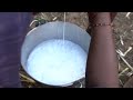 Woman Cow Milking In Hand Cow Milking Shorts Viral Tiktok Pets Youtubeshorts Village Cows
