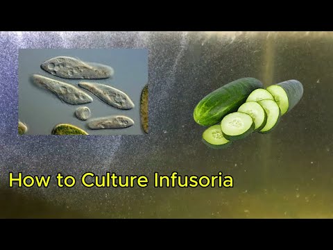 How to Culture Infusoria For Baby Fish Food