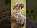 Why It S Good Luck To See The Little Owl