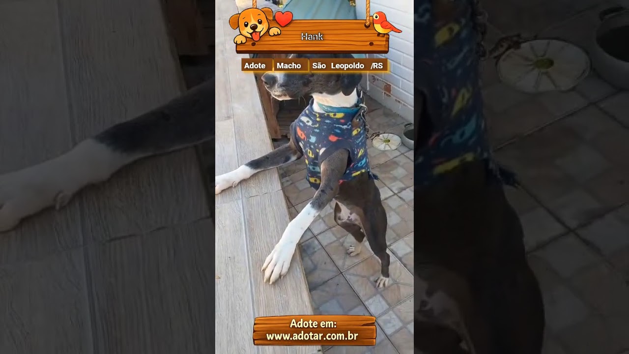 Cachorro raça Dogue Alemão idade 1 ano nome Hank