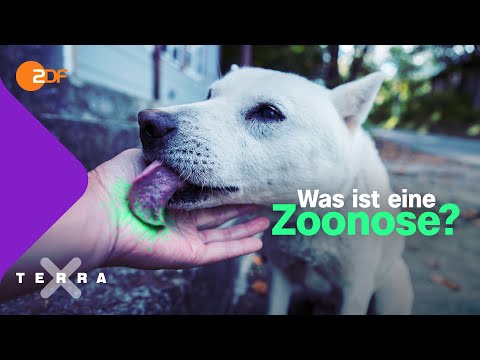 Wie Tiere uns krank machen können | Beispiel Affenpocken | Terra X plus