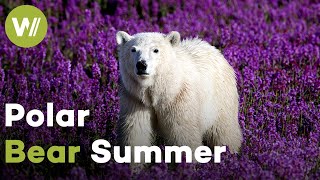 How Polar Bears Survive the Arctic Summer | Polar Bear Summer (Documentary, 2015)