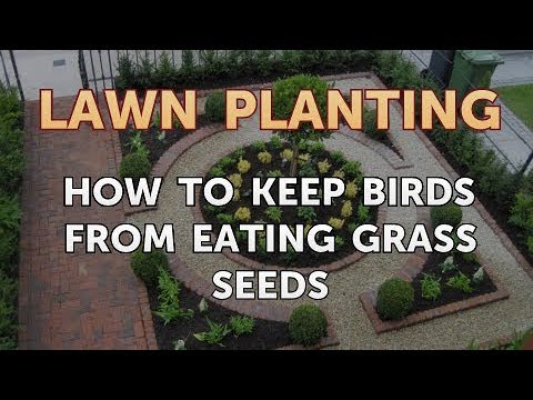 YouTube video about: Will birds eat grass seed with fertilizer?