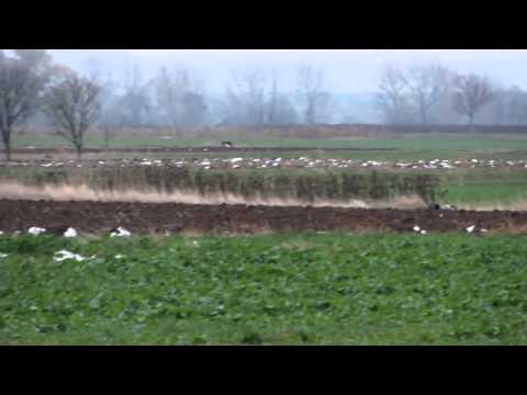 barrage nosferatus di valdichiana e Desianensis Linux NIS