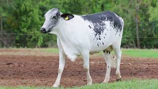 LOTE 9 - BALA FIV SNOWRUSH BASF (2478-CN)
