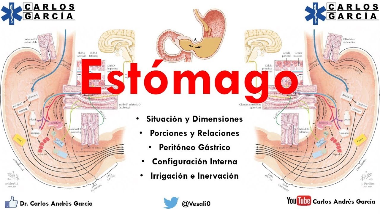 Anatomía - Estómago Part. I (Situación, Relaciones, Porciones, Peritóneo Gástrico)