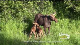 preview picture of video 'Moose Babies in Sandpoint Idaho'