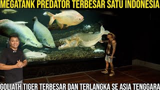 Download lagu MEGATANK PREDATOR TERBESAR SATU INDONESIA GOLIATH TIGER TERBESAR DAN TERLANGKA SE ASIA I GIOVANDI mp3