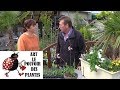 Gardening: How to cut a gaura lindheimeri: Perennial plant