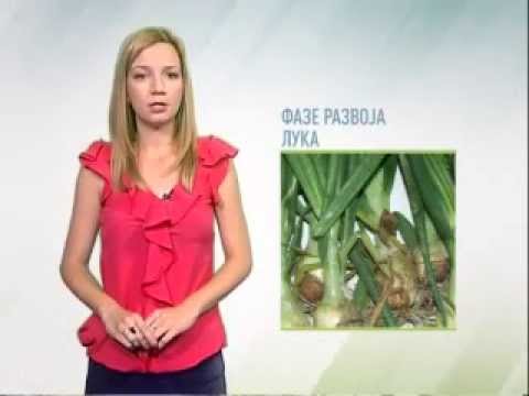 Zelena prognoza 9.7.2014. - Duvanov trips u usevima luka