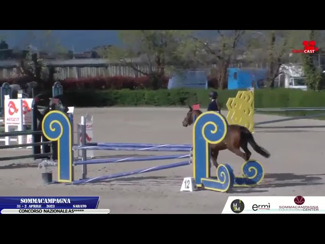 Gelding French Saddle Pony For sale 2014 Bay