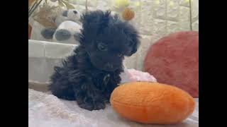 ハーフ犬の動画01